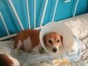 Elizabethan Collar for dogs