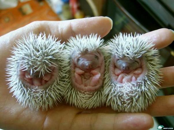 Jeżyki = Baby Hedgehogs