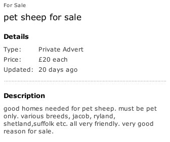 Sheep For Sale