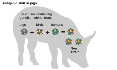 Swine Flu (2)